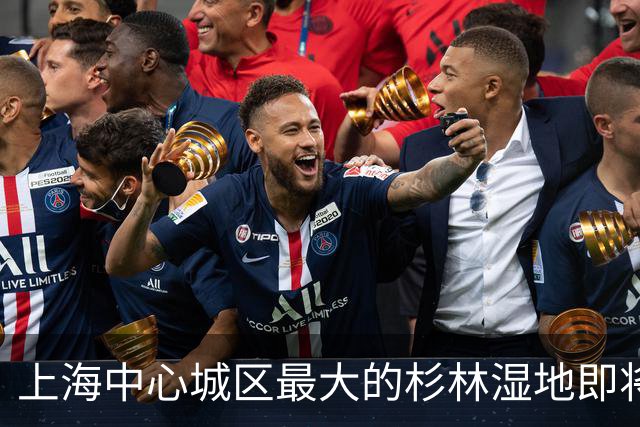 上海中心城区最大的杉林湿地即将进入最佳观赏期，记者实探